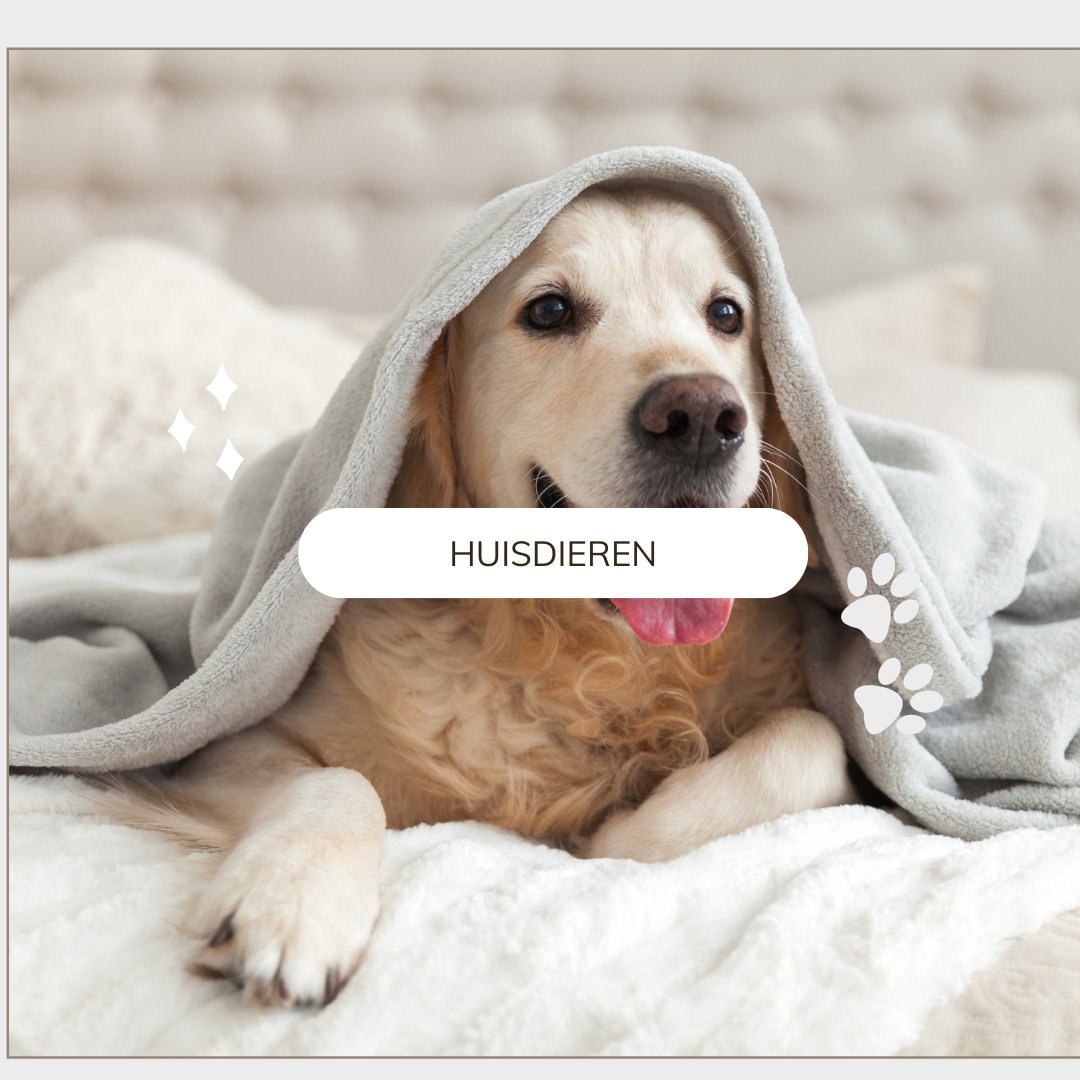 Huisdieren